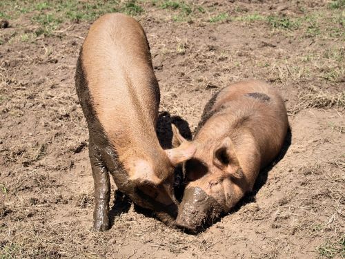 pigs animals mud