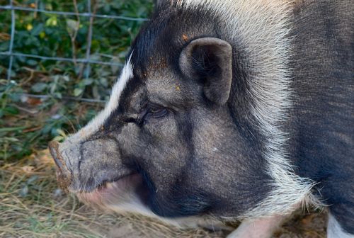 pigs portrait cute