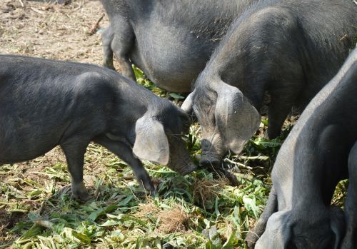 pigs eating pork