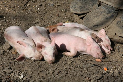 pigs farm animals sleeping