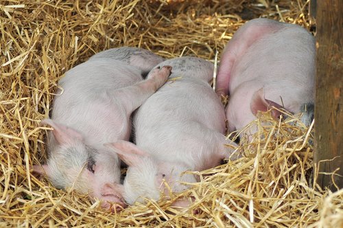 pigs  sleeping pigs  farm
