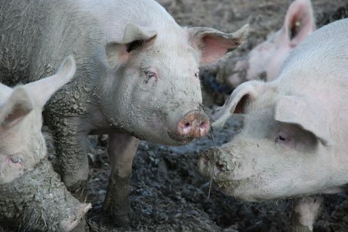 pigs swine mud