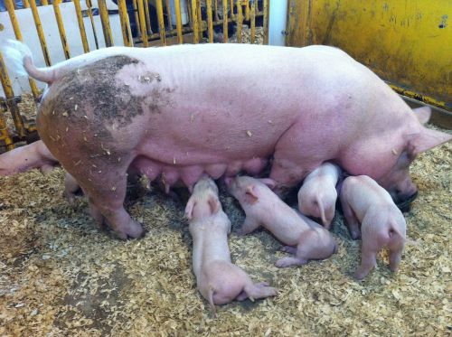 pigs feeding piglet