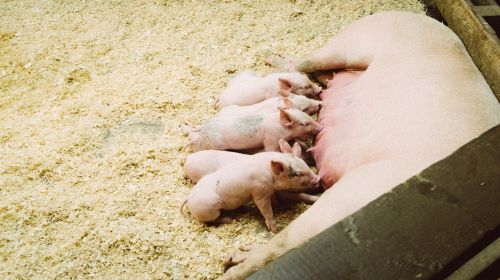pigs piglets eating