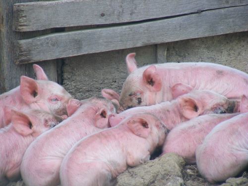 pigs livestock domestic
