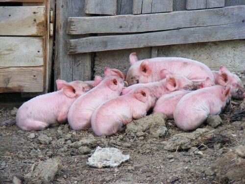pigs livestock domestic