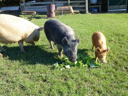 pigs farm country