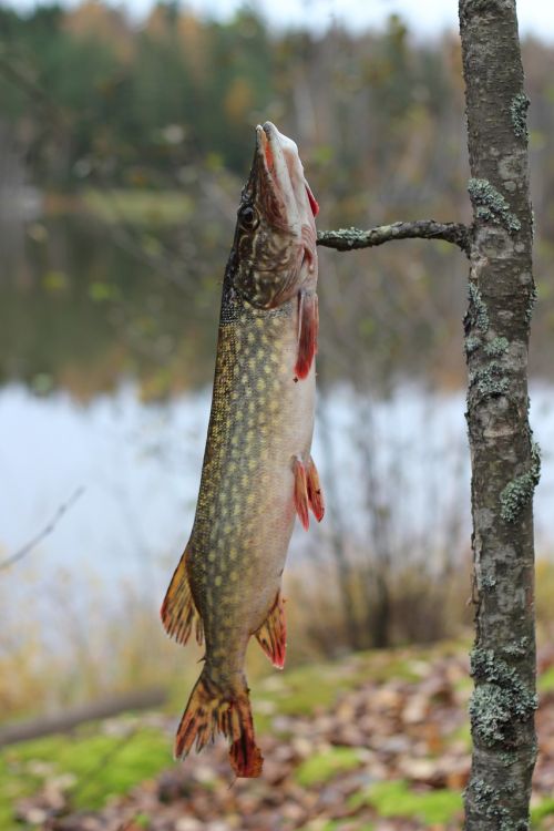 fishing pike fish