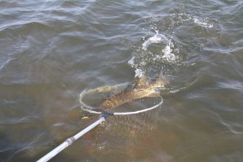 pike fishing fish