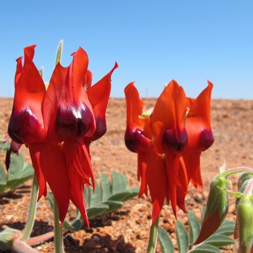 pilbara flowers wildflowers stuart dessert pea