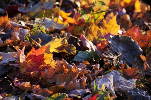 Pile Of Fallen Autumn Leaves