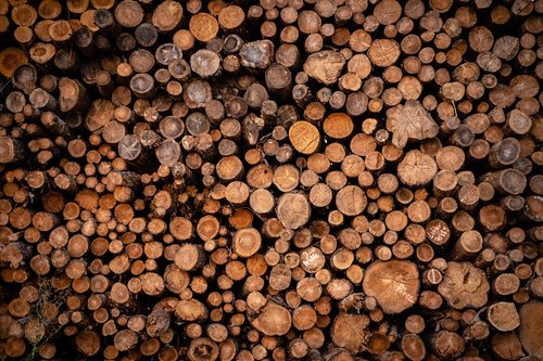 pile of wood  holzstapel  tree trunks