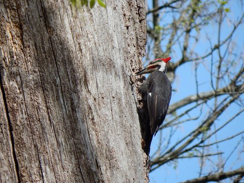 pileated woodpecker  woodpecker  dryocopus pileatus