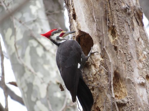 pileated woodpecker bird tree
