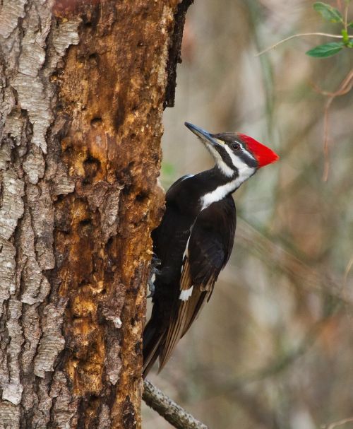 pileated woodpecker bird wildlife