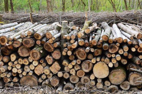 piles of deadwood deadwood hedge wood