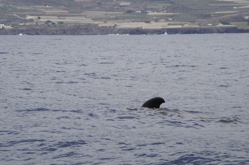 pilot whale dolphin pilotwal