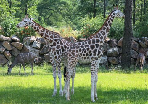 pilsen zoo giraffes two-headed giraffe