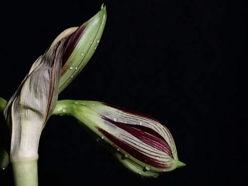 pimpollo  lily  plant