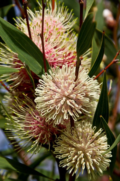 pin cushion hakea flowers australian