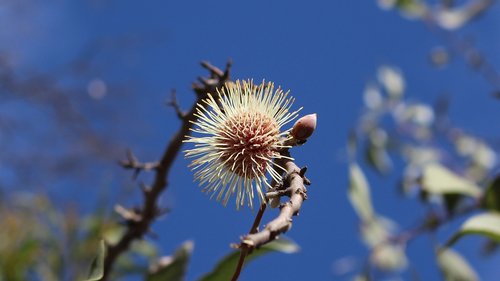 pin-cushion hakea  emu bush  flower