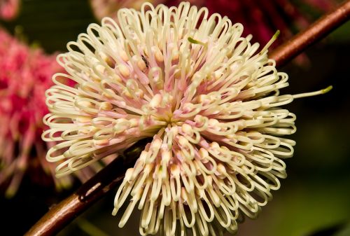 pin cushion hakea flower australian