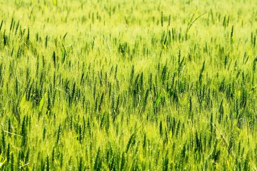 pin field green nature