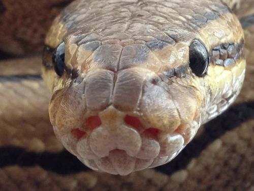 pin pinstripe ball python snake