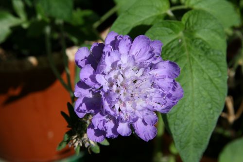 pincushion flower blue flower blossom