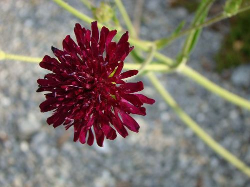 pincushion flower flower blossom