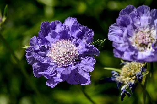 pincushion flower  blue  nature
