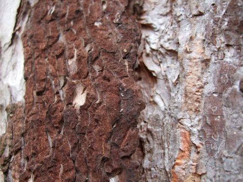 pine bark brown