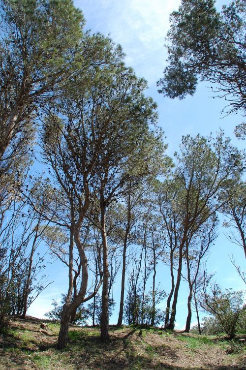 pine trees nature