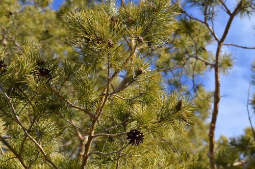 pine fir tree