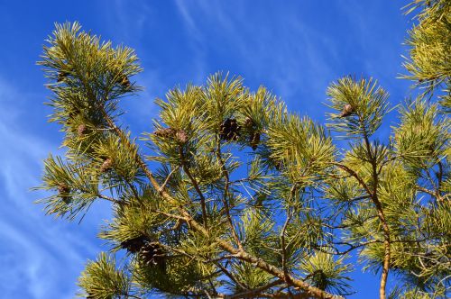 pine fir tree