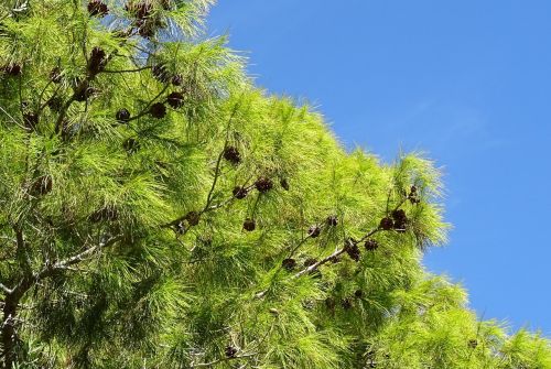 pine tree pinus
