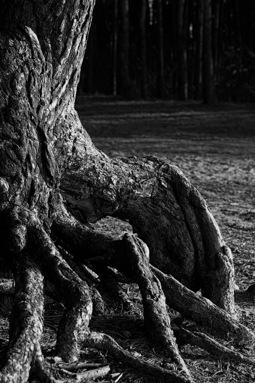 pine trunk the roots of the