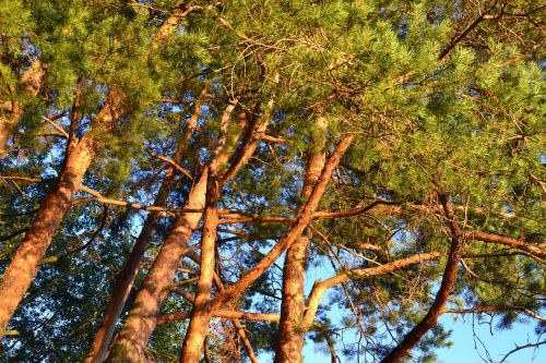 pine nature trees