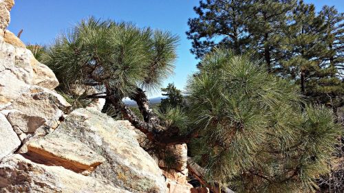 pine ponderosa pine trees pine trees