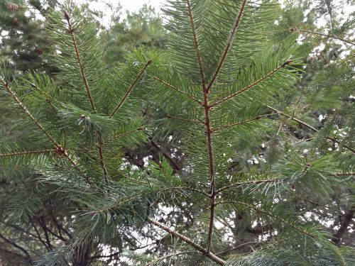 pine tree pine tree