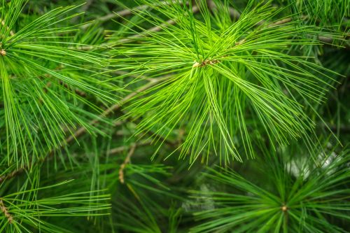pine green abstract