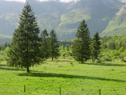 pine field nature