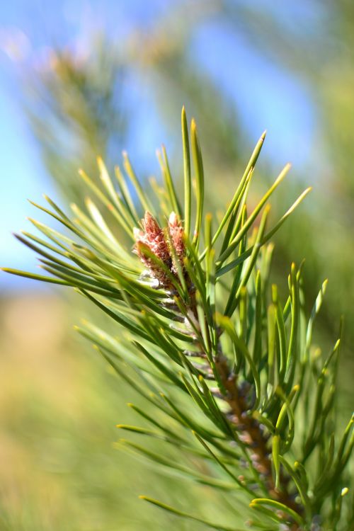 pine sprig blossoming