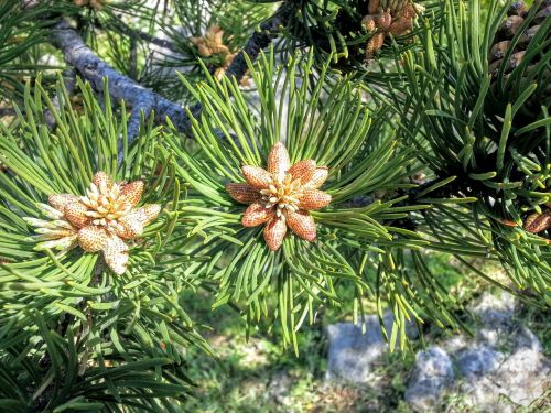 pine tree pollen