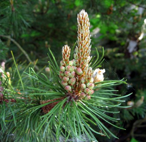 pine foliation needles