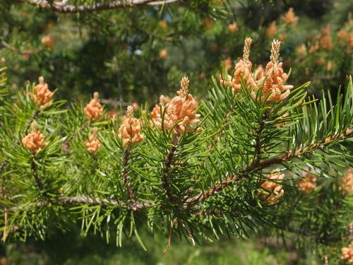 pine needles flowers