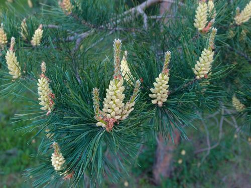 pine needles flowers