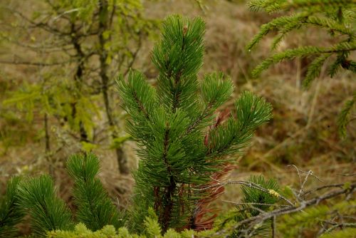 pine nature mountain pine