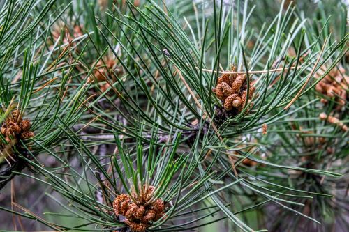 pine alder tree