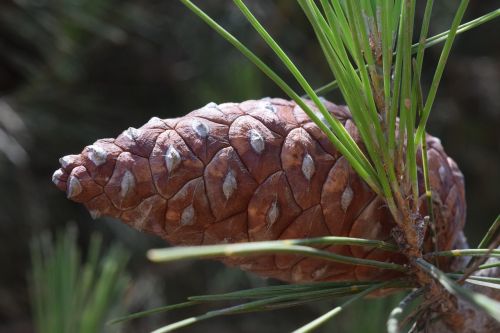 pine tap pine cones